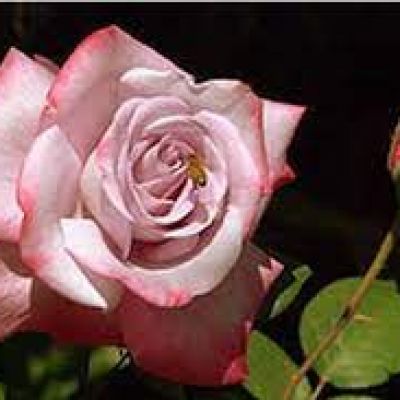 مزيلات الروائح